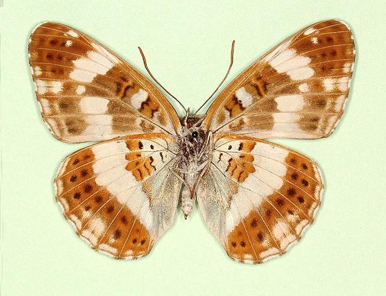 Limenitis camilla female (aberrant form nov, verso) (Internet Image property of respective owner, non-commercial use only)